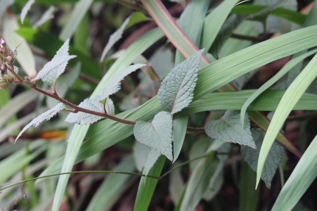 Acilepis setigera (Arn.) H.Rob. & Skvarla